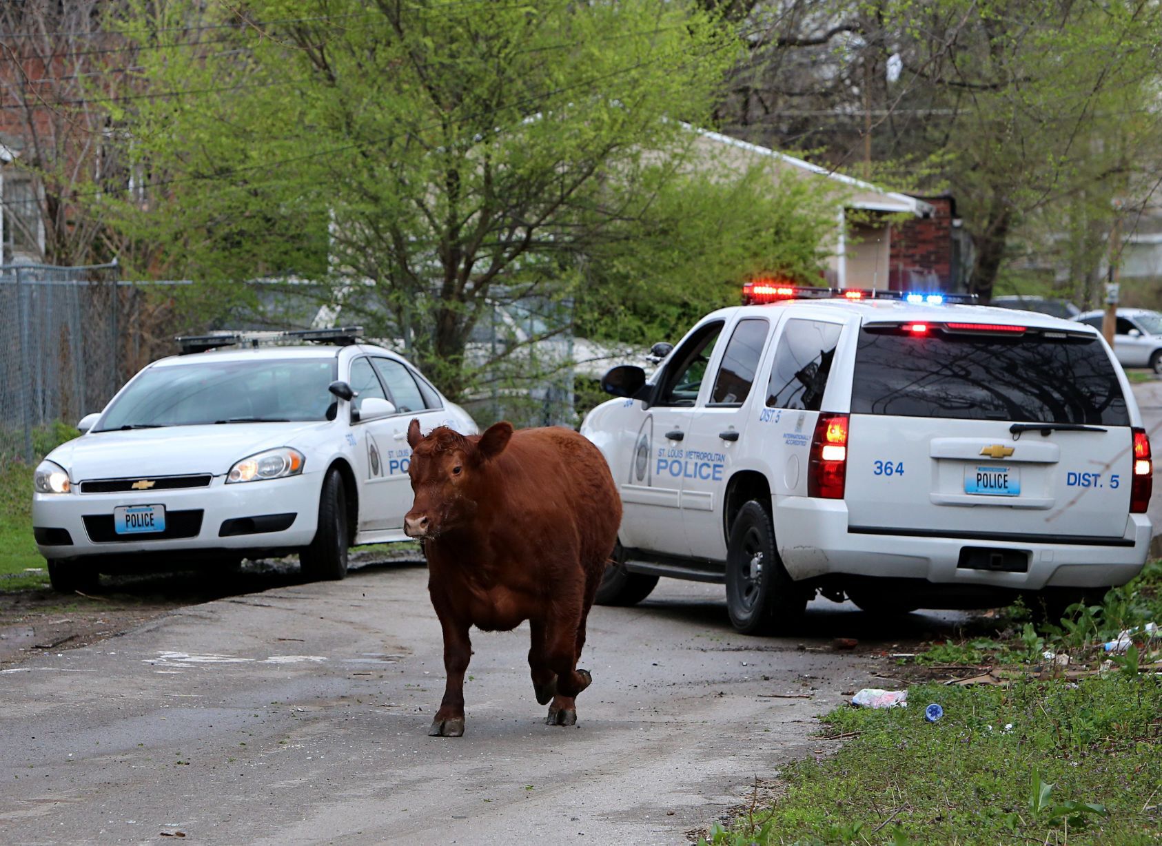 Steer breaks for freedom